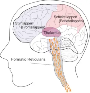 Abb. 1 Das Aufmerksamkeitsnetzwerk bestehend aus Stirnlappen, Scheitellappen, Thalamus und formatio reticularis