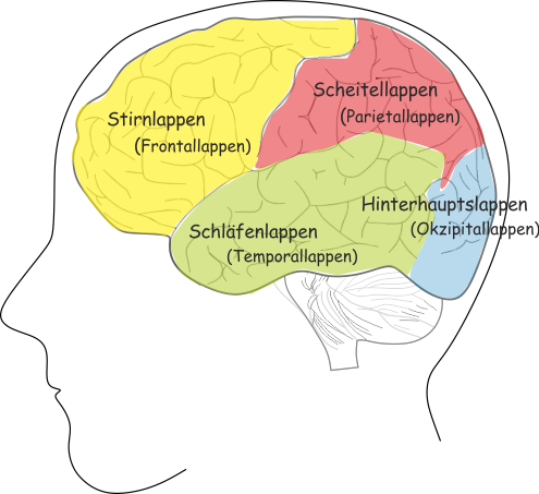 Hirnlappen
