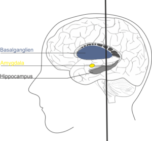 Basalgangien, Amygdala, Hippocampus