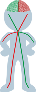 Lateralisation des Gehirns