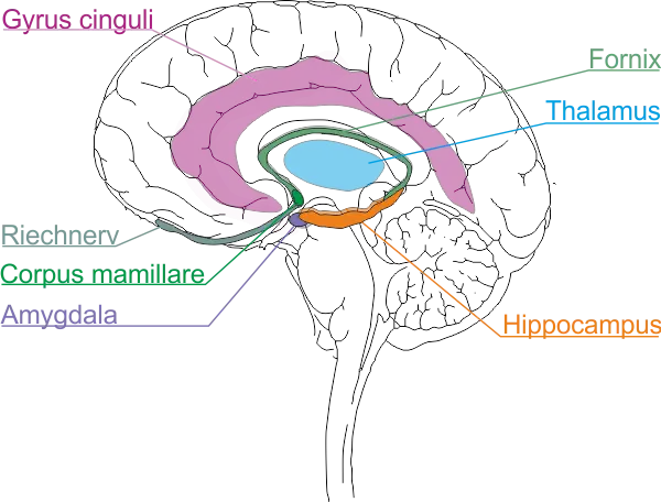 Limbisches System