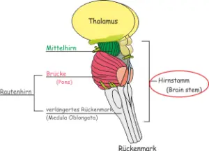 Hirnstamm