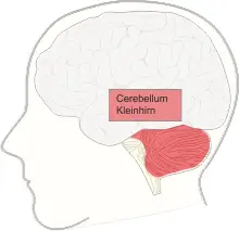 Cerebellum - Kleinhirn