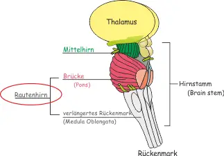 Rautenhirn