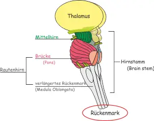 Rückenmark