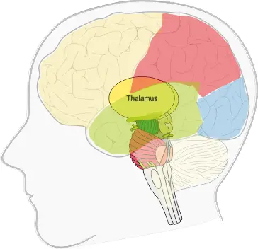 Thalamus
