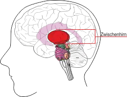 Zwischenhirn
