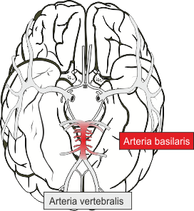 Ateria basilaris