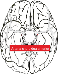 Arteria choroidea anterior