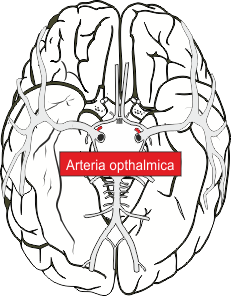 Arteria opthalmica