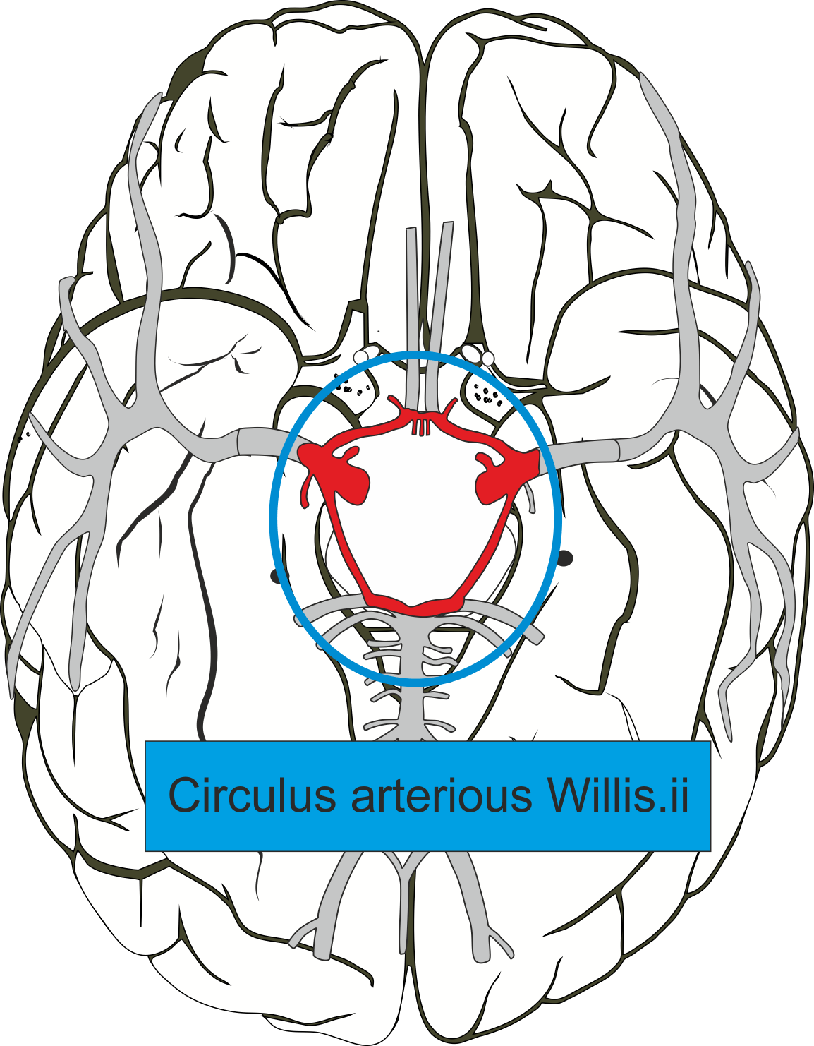 Circulus arteriosus Willsii