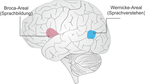 Broca-Areal