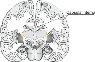Capsula interna